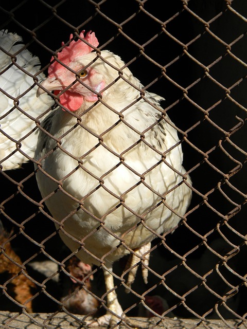 但他们展现 但他们展现